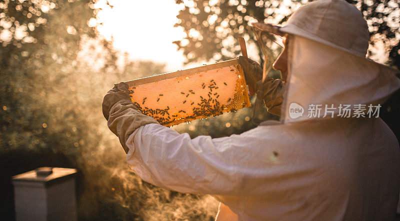 Apiarist working in his apiary in the springtime